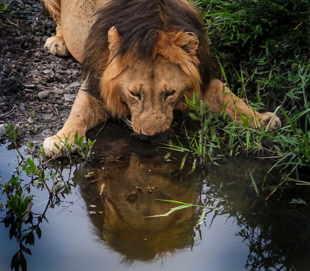 Thirsty Lion