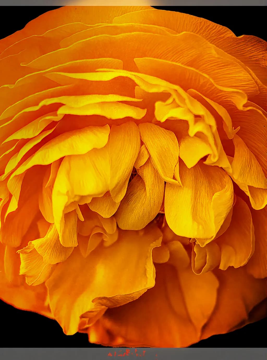 Golden Bloom