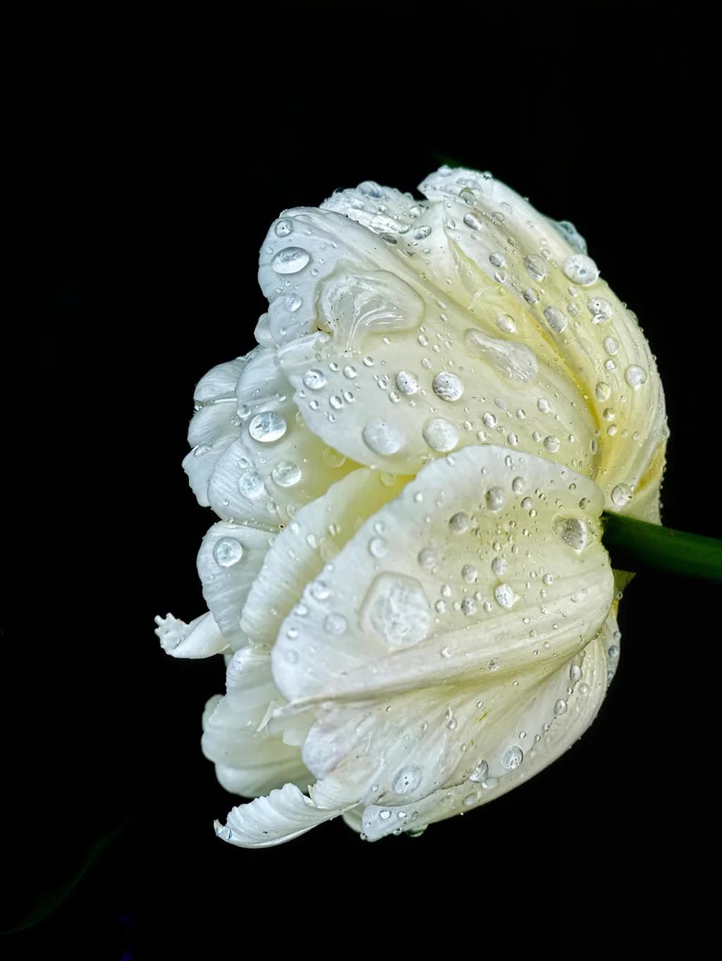 White Tulip Dewdrops