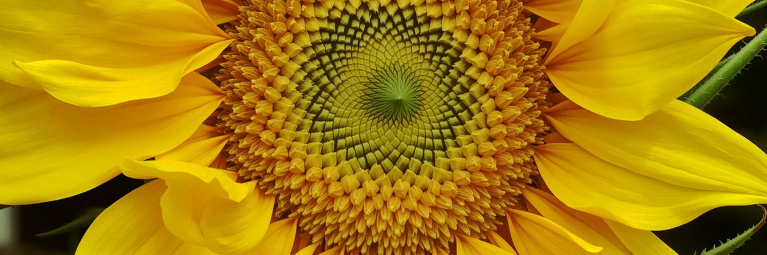 Profilbanner
