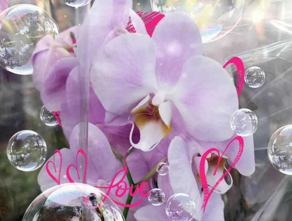 Orchid Reflections