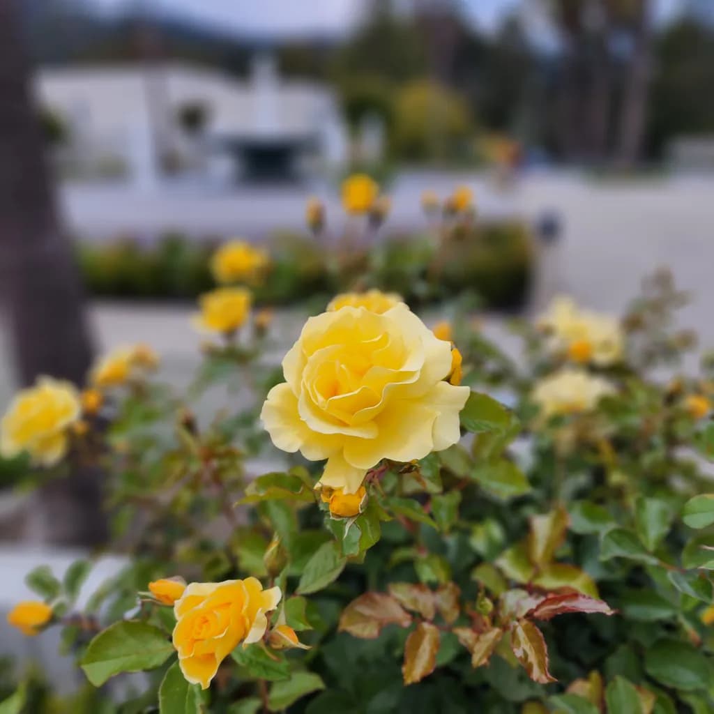 Urban Bloom