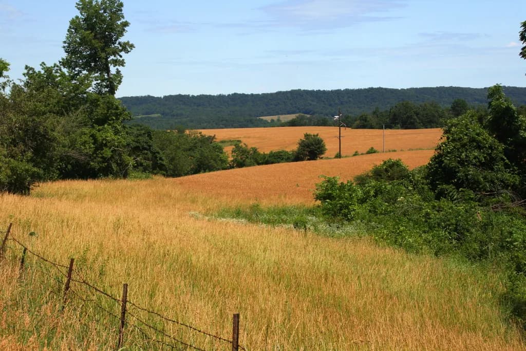 Golden Fields Under a Blue Sky: A Serene Landscape of Nature's Beauty