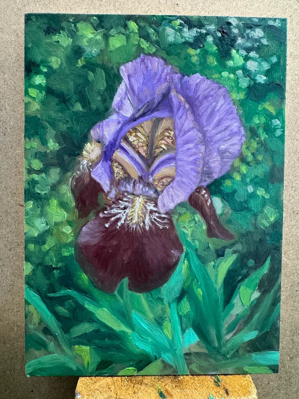 Iris Bloom