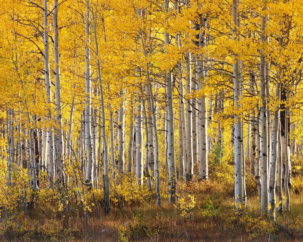 Deer Valley Aspens
