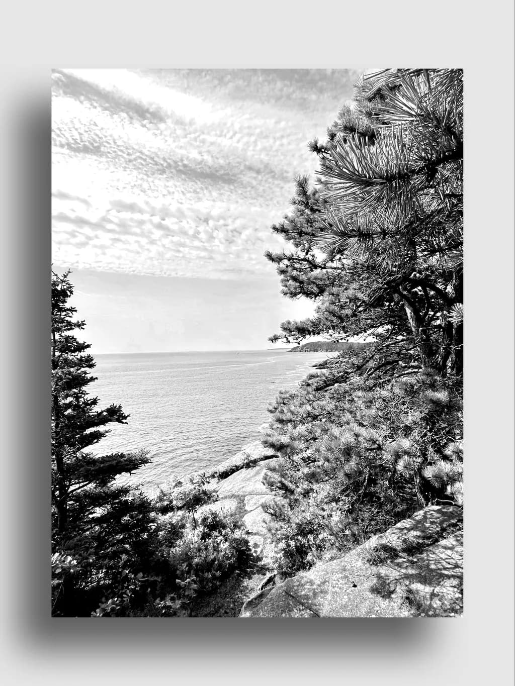 Coastal Pines View