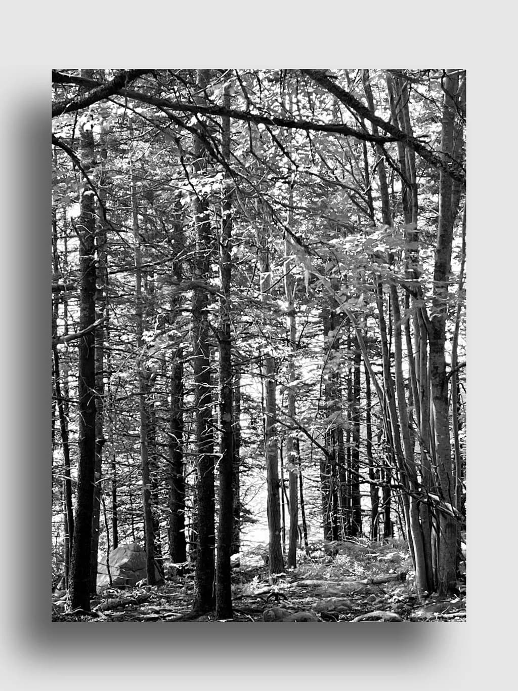 Black Forest Shadows