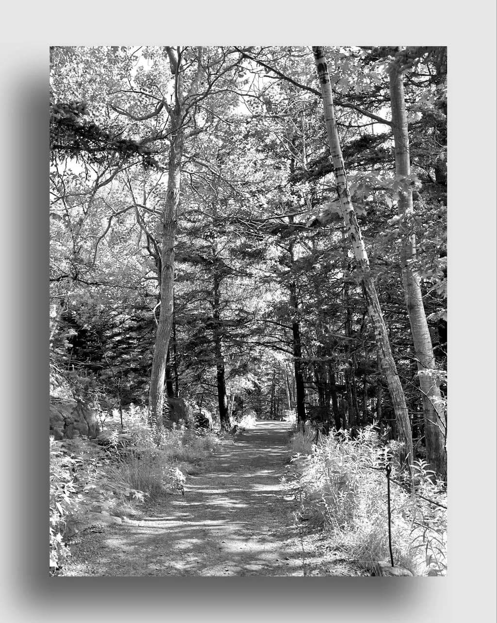 Forest Pathway