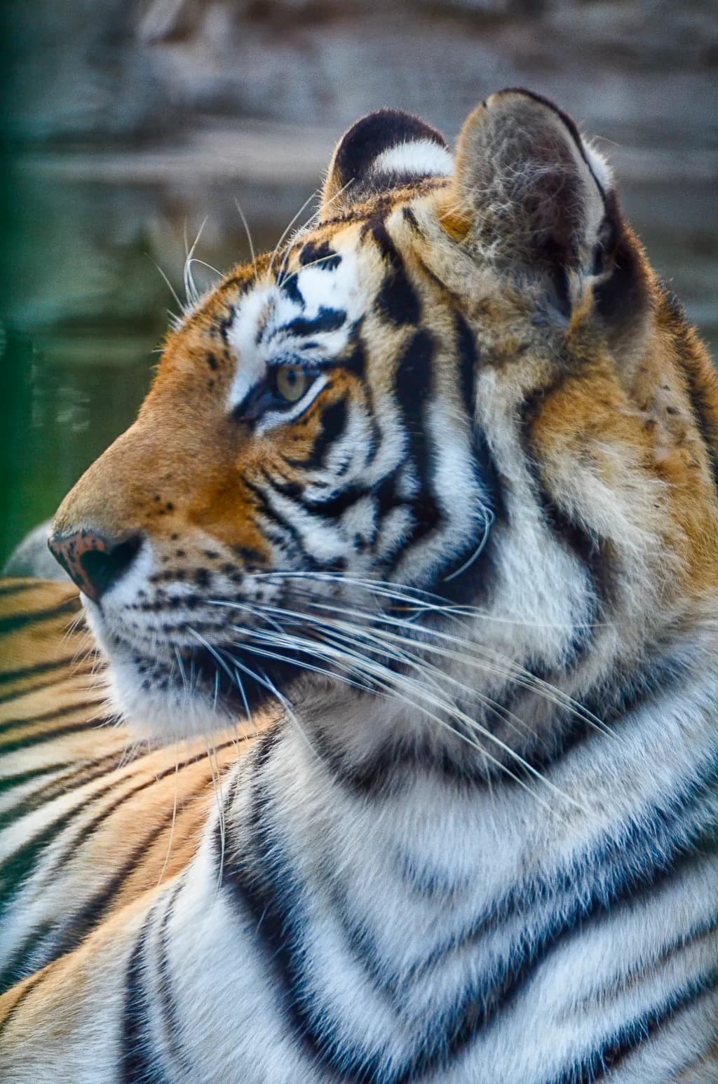 Fierce Beauty