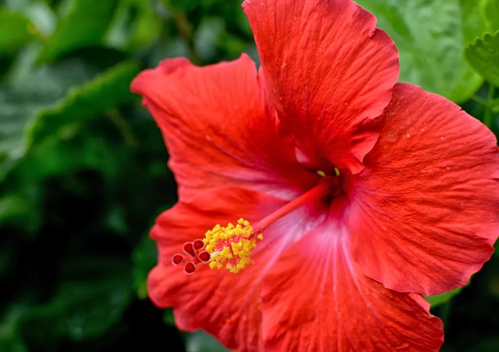 Hibiscus Paradise