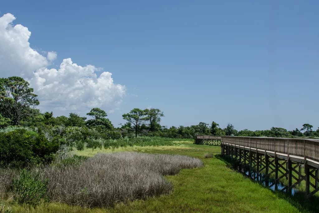 A Marshy Walk