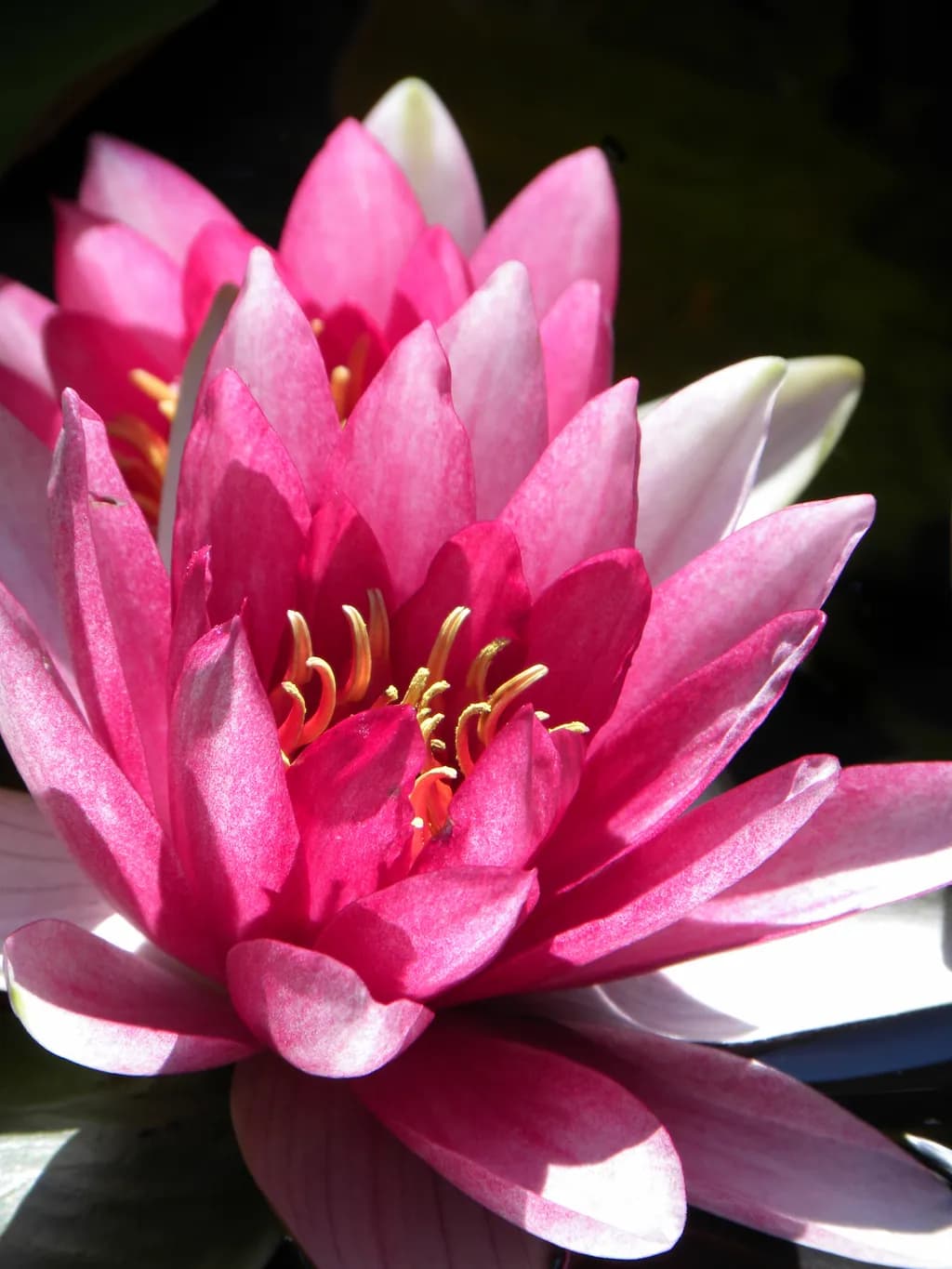 Poconos Bloom