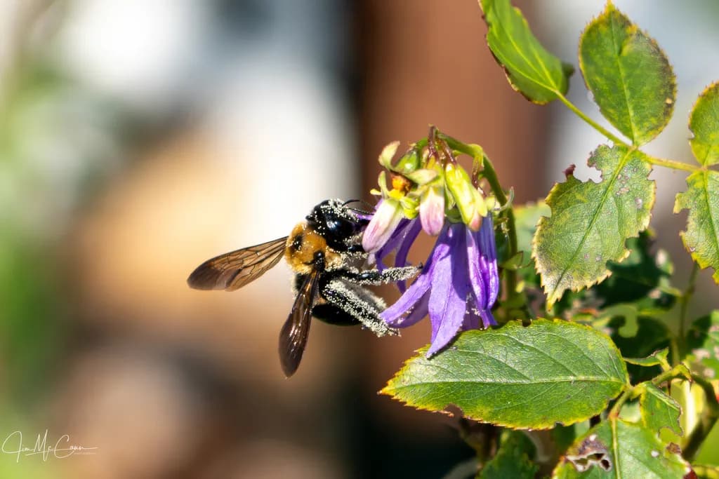 Bee on Flower