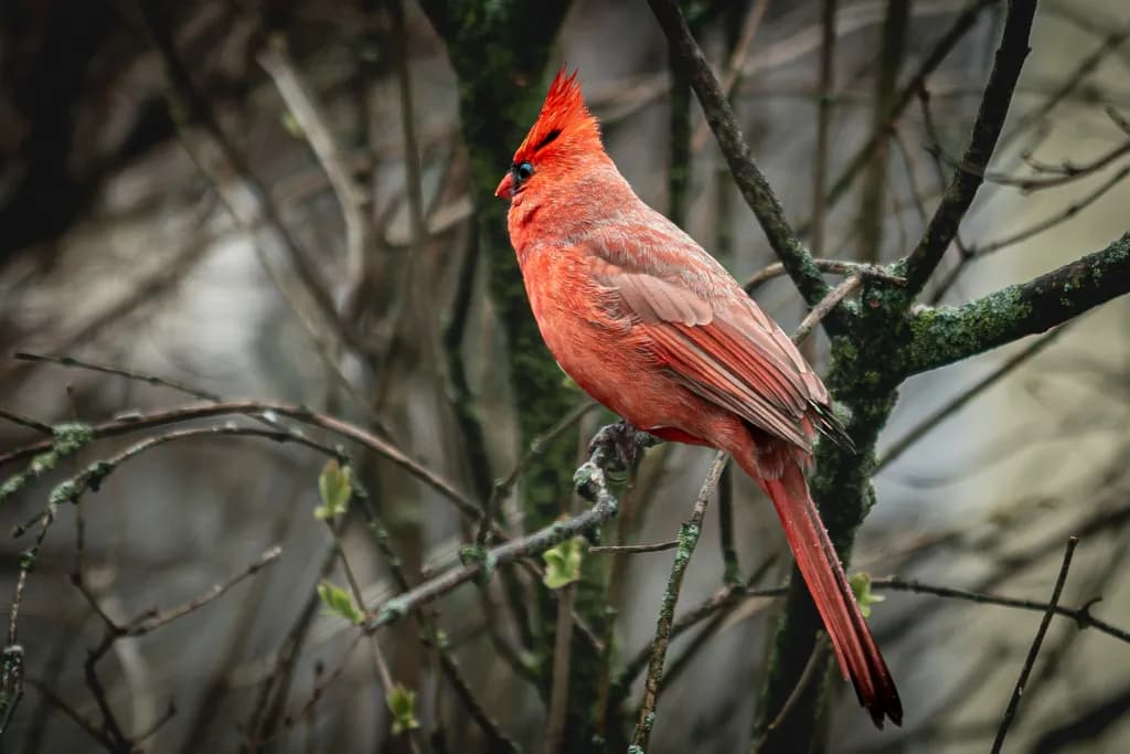 Cardinal in Branches