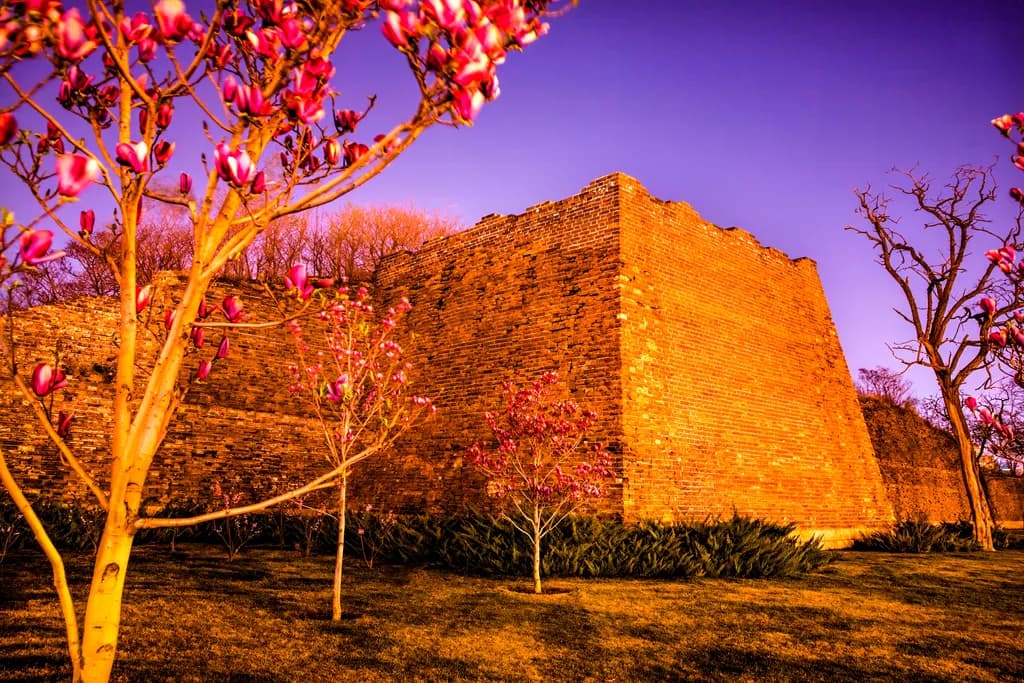 City Wall Blossoms