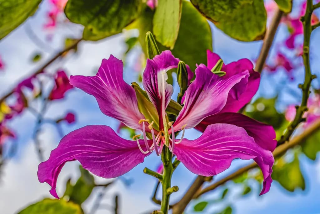 Orchid Bloom