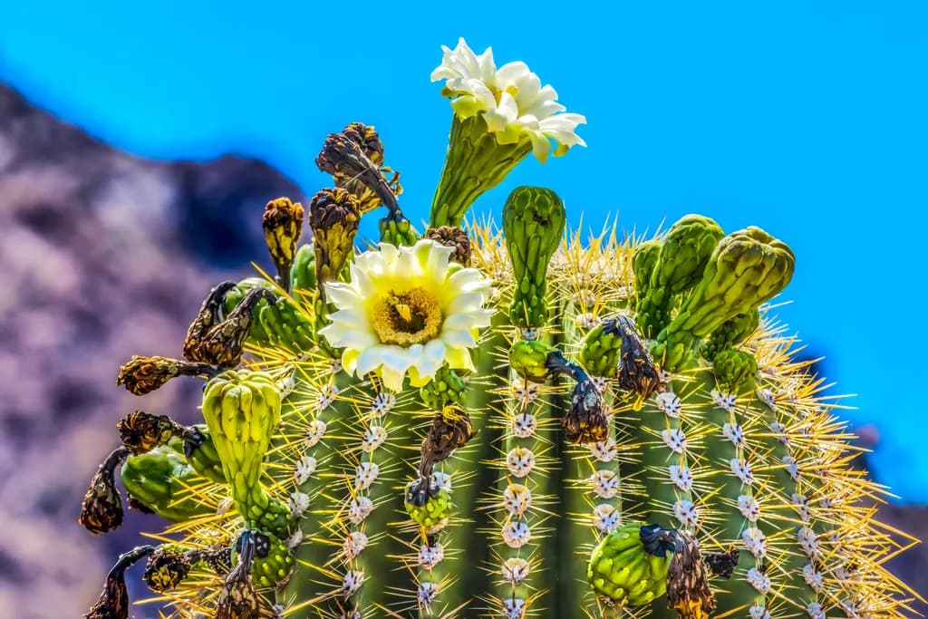 Blooming Barrel