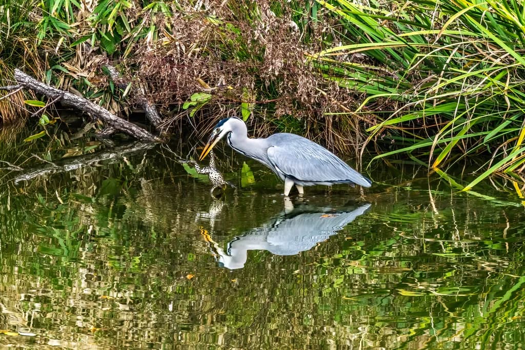 Heron Reflection