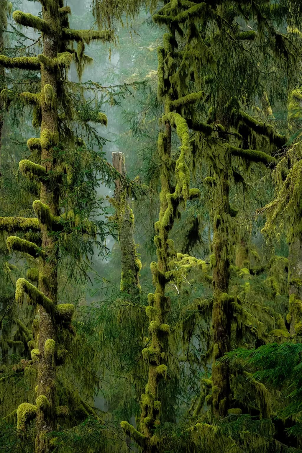 Moss Veil Forest