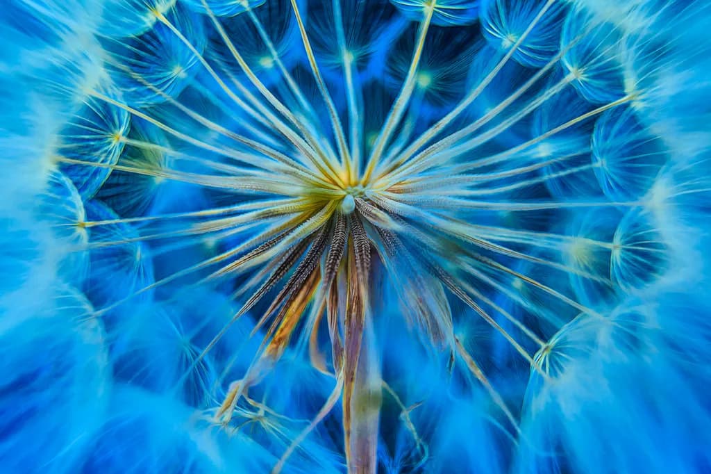 Blue Dandelion Burst