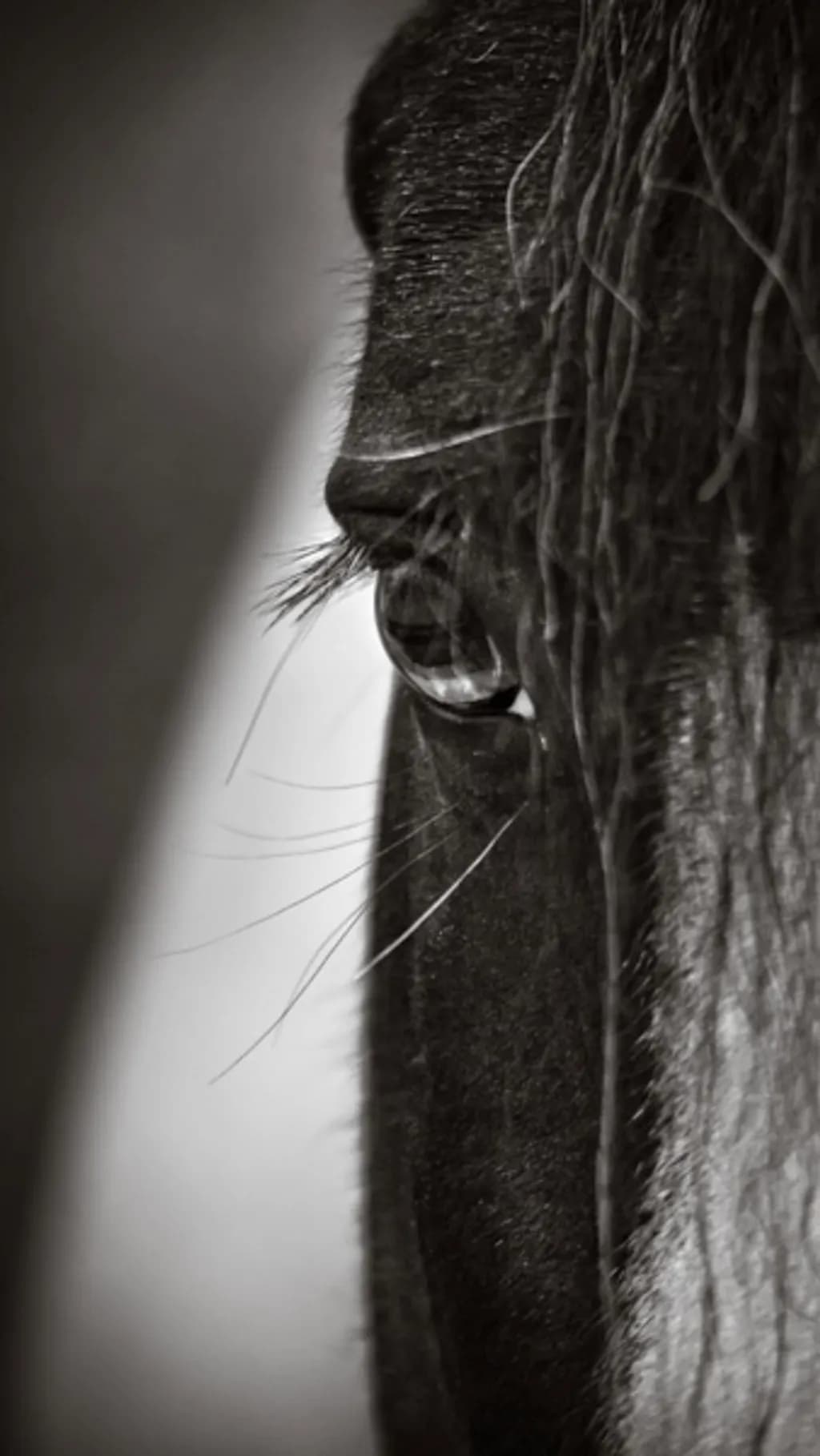 Silent Gaze