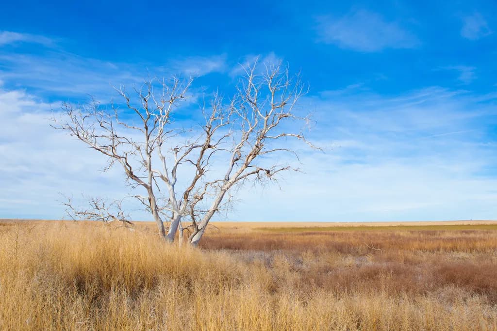 Barren Branches