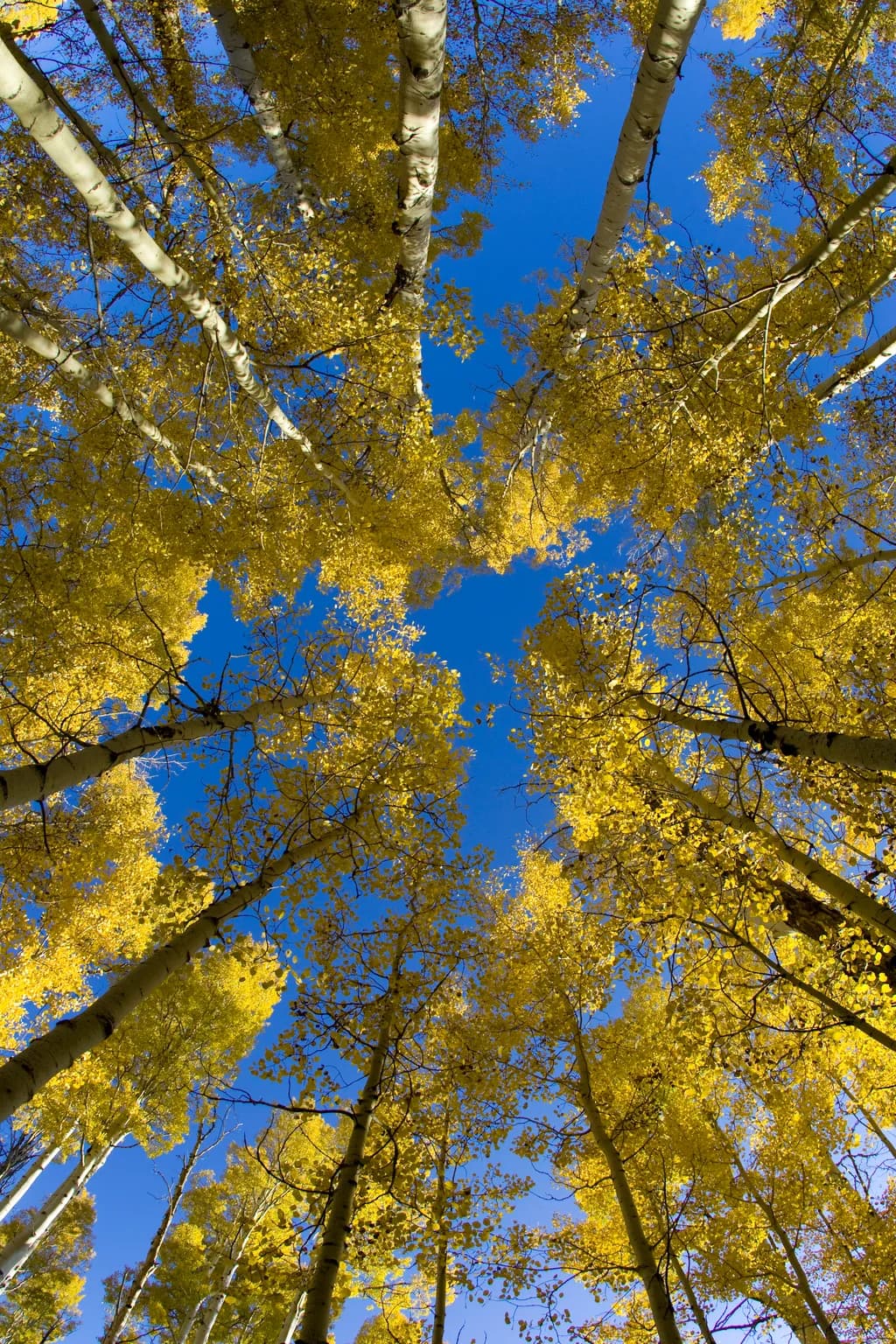Flagstaff Fall Canopy