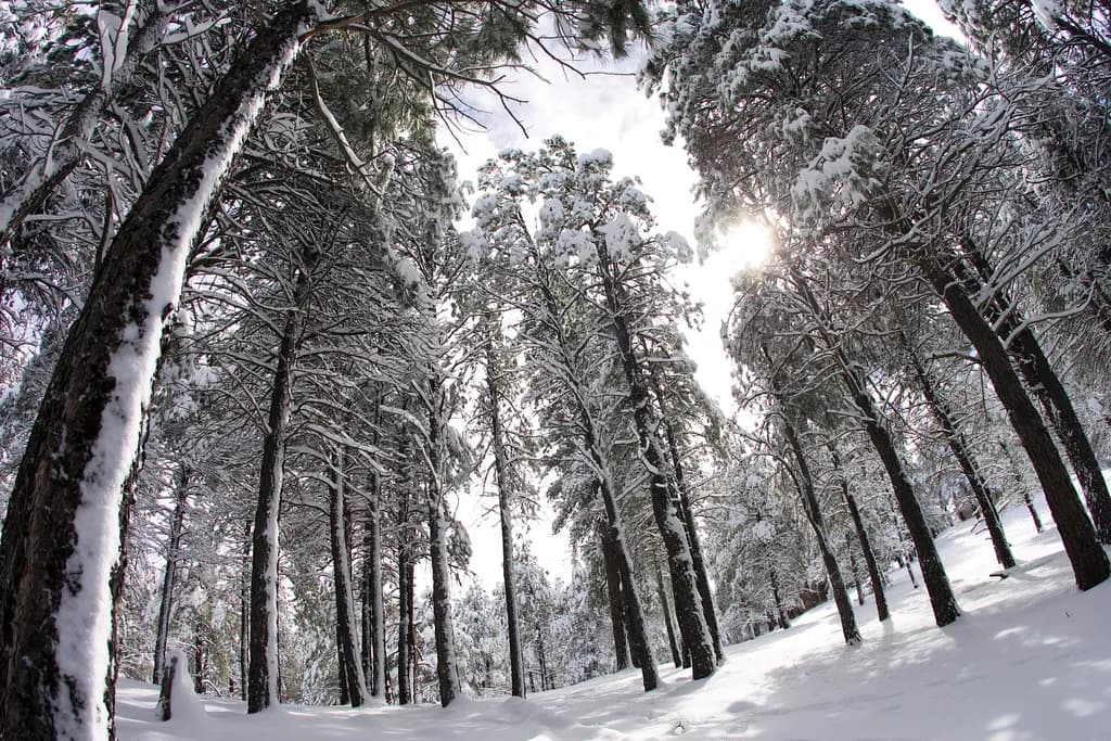 Flagstaff Snow