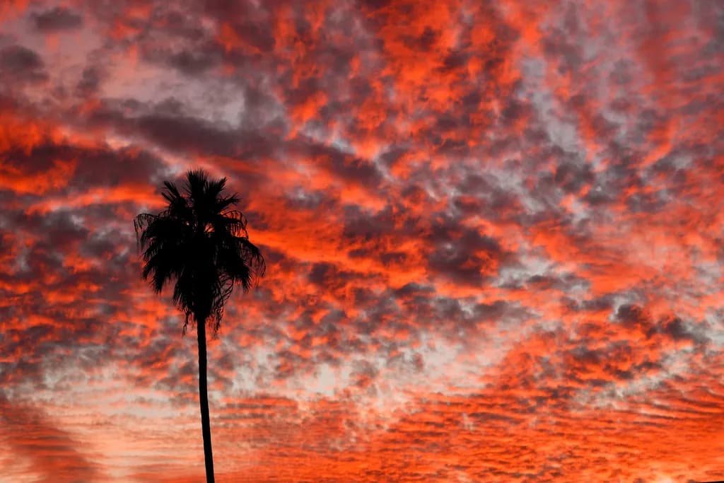Crimson Dusk Palm