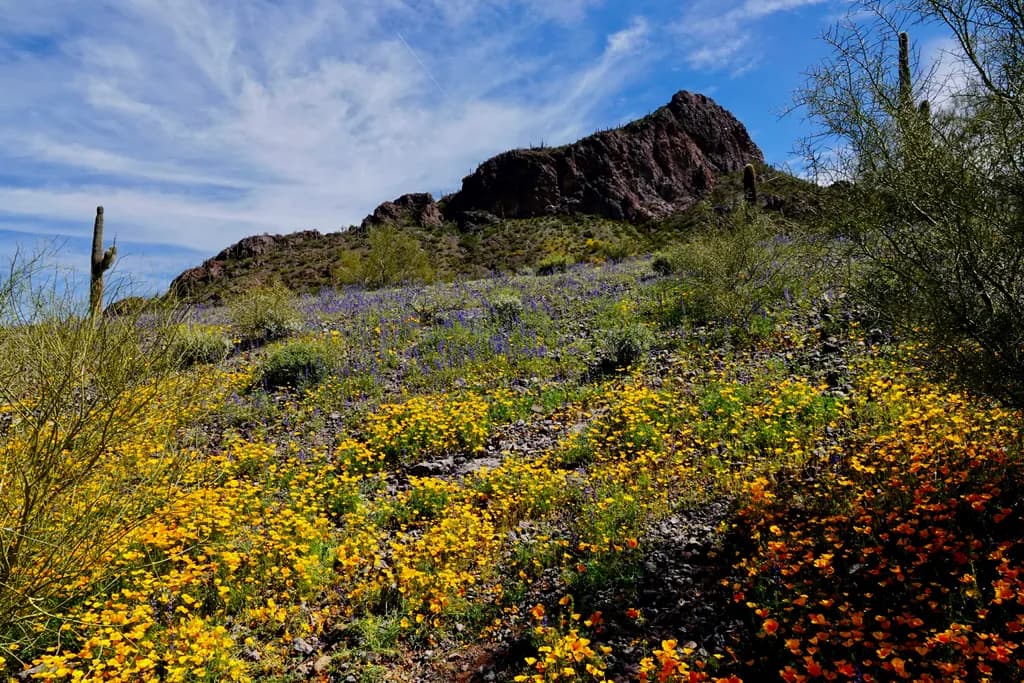 Desert Wildflowers