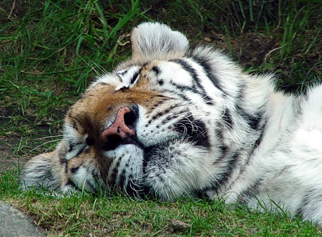 Tiger Nap