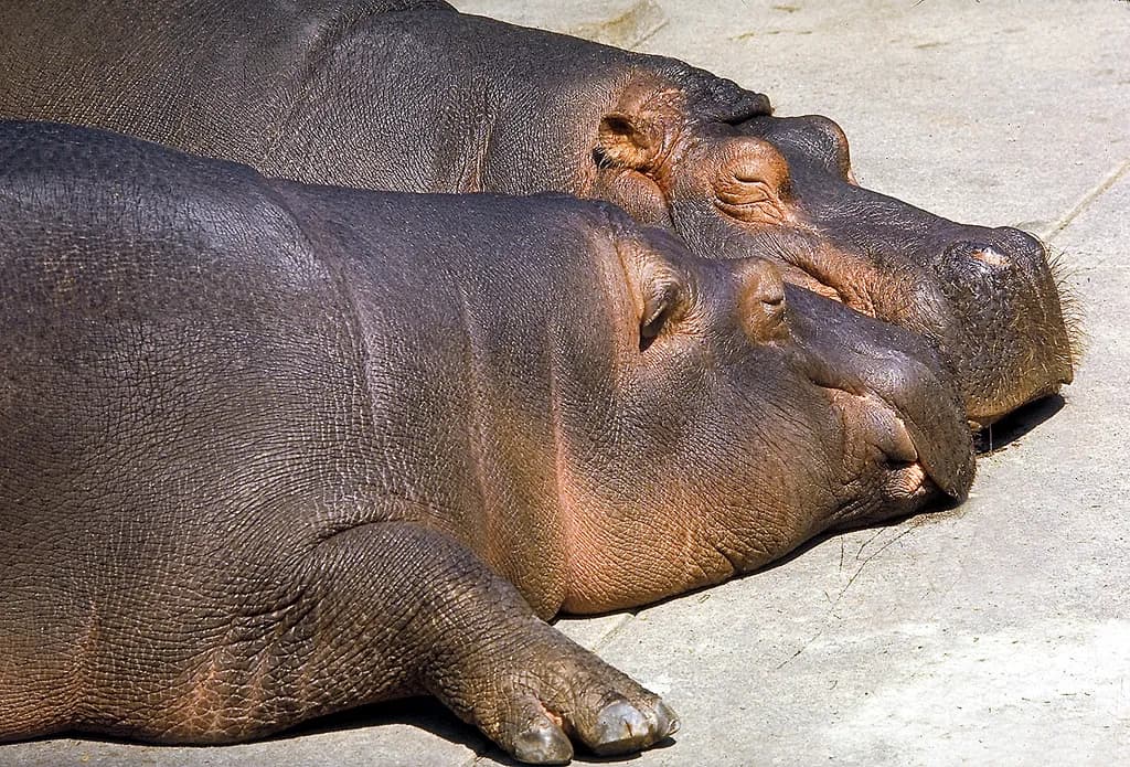 Resting Hippos