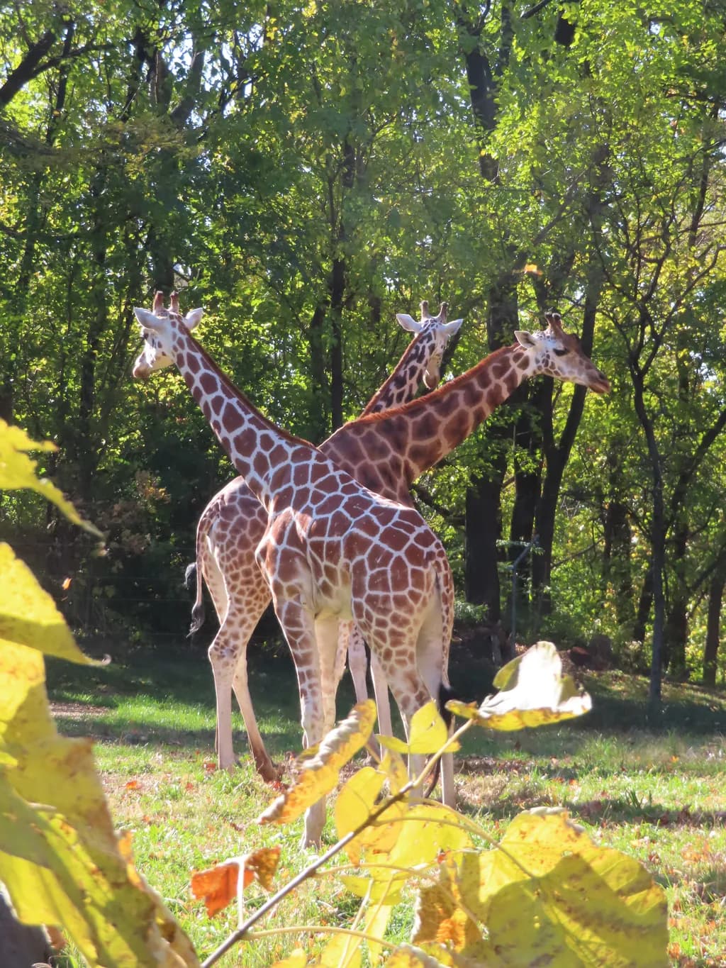 Three Giraffes in Autumn Light