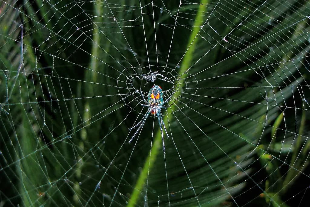 Iridescent Web