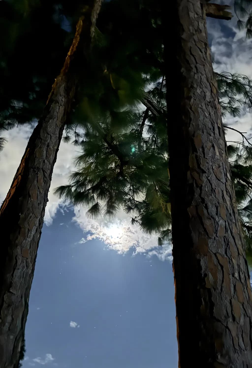 Between the Pines