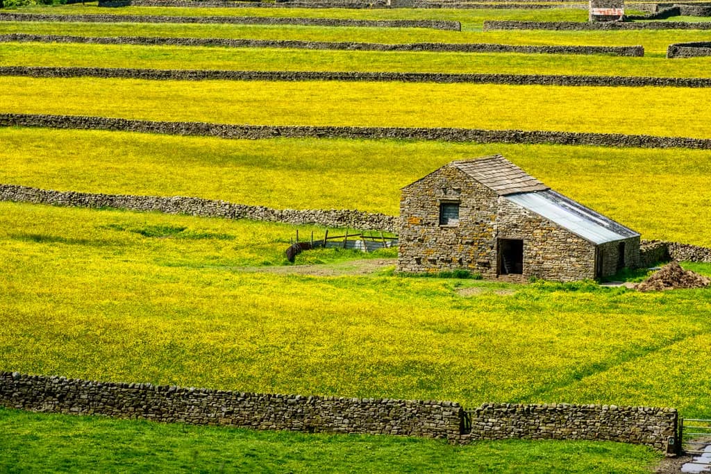 Buttercup Meadows