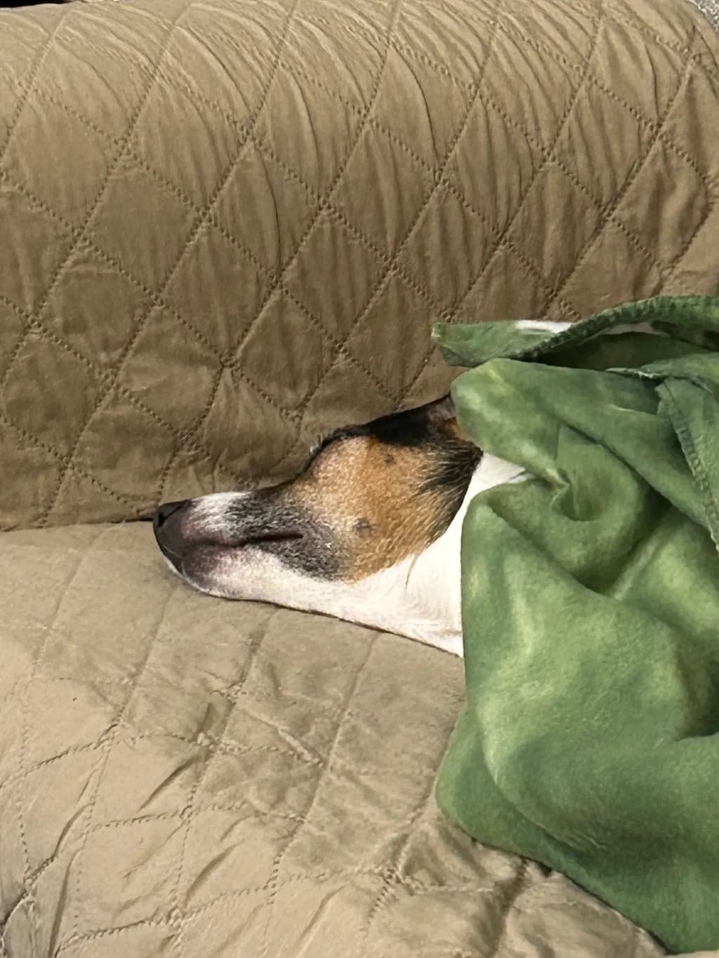 Cozy Canine Nap