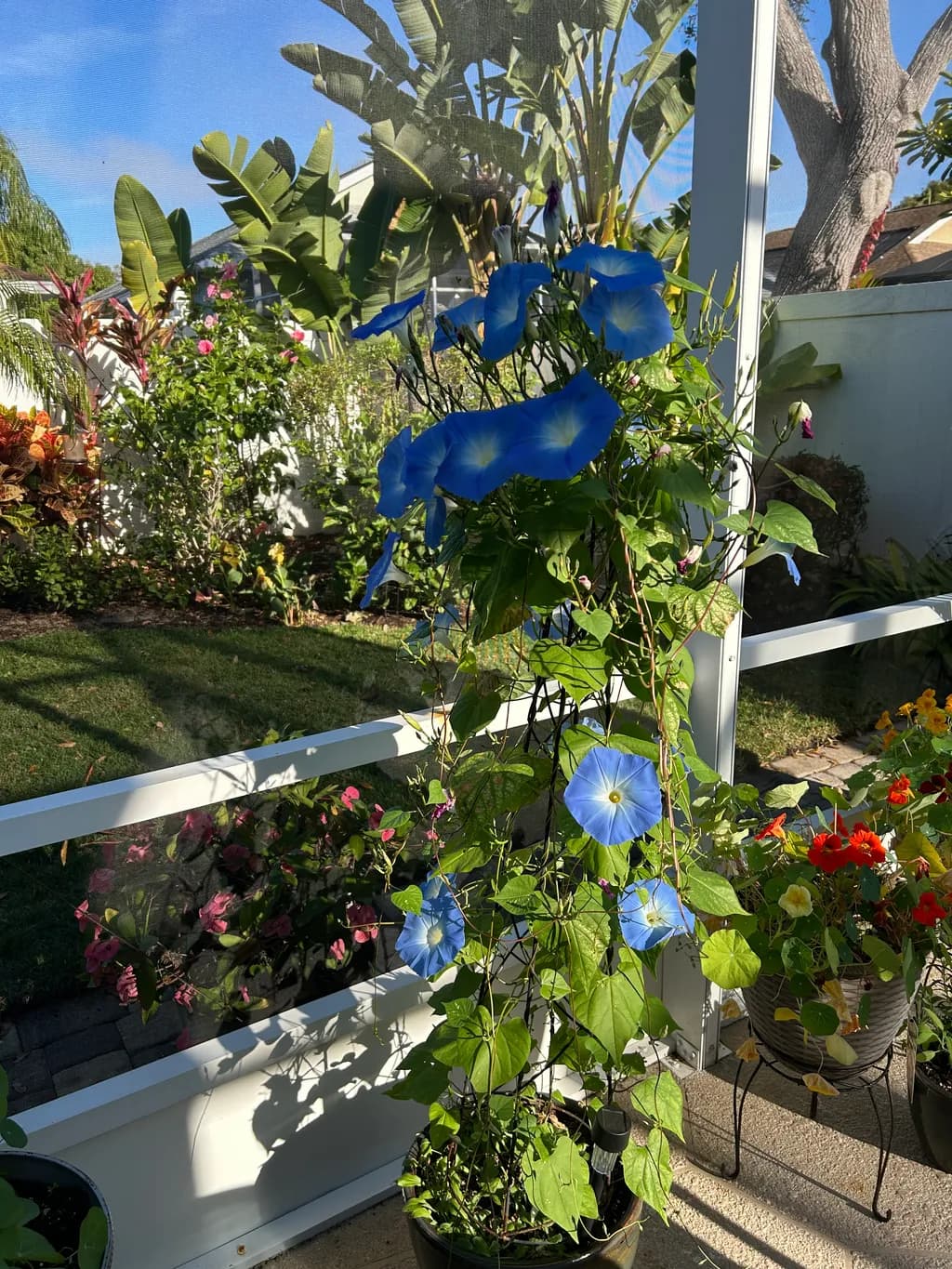 Blue Morning Glory Cascade