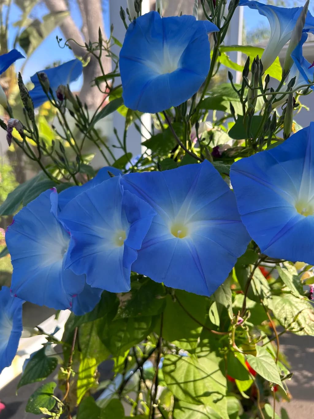 Blue Morning Glories