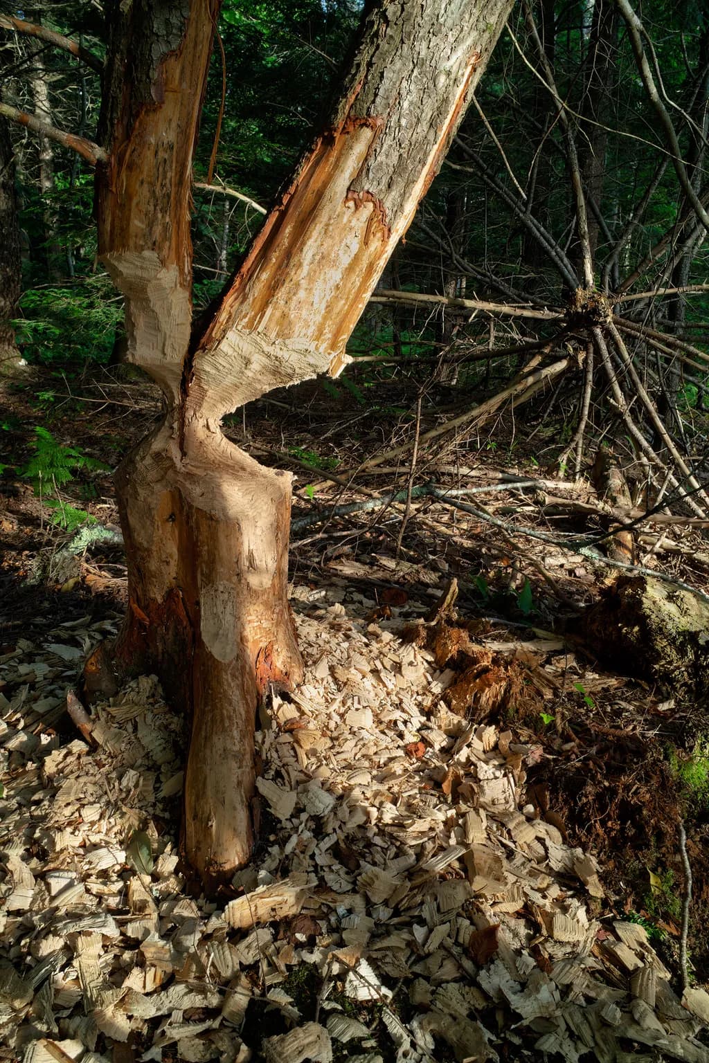 Beaver Marked Trees