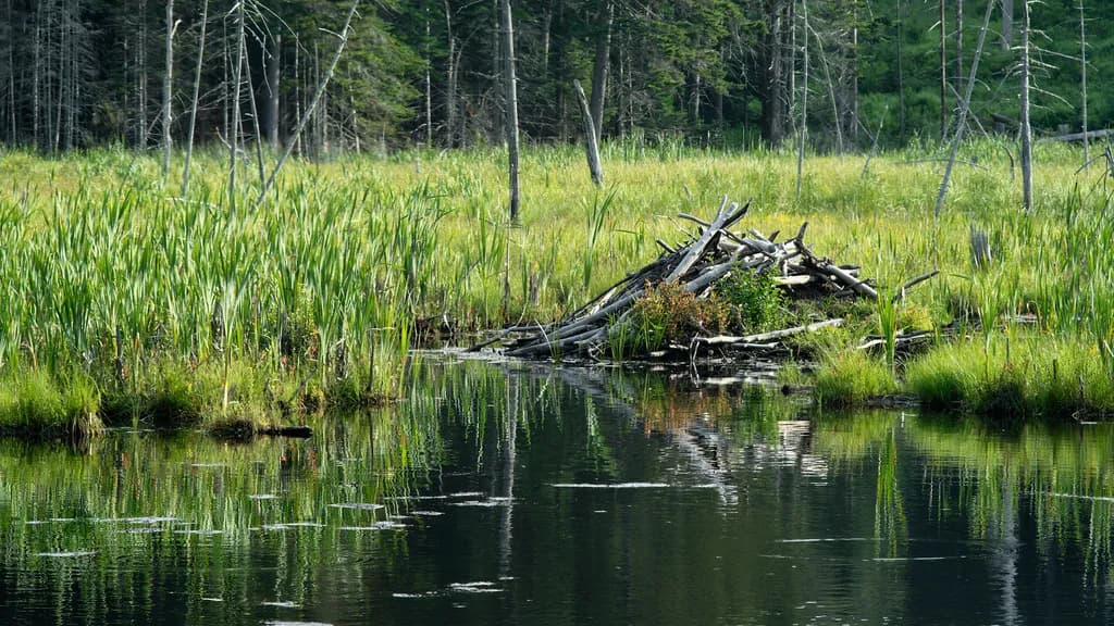 Vermont Marsh Reflection