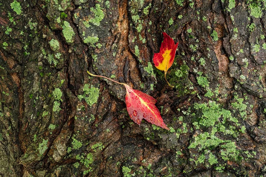 Lichen and Leaves