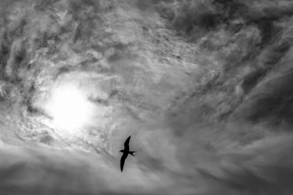Beach Bird Silhouette