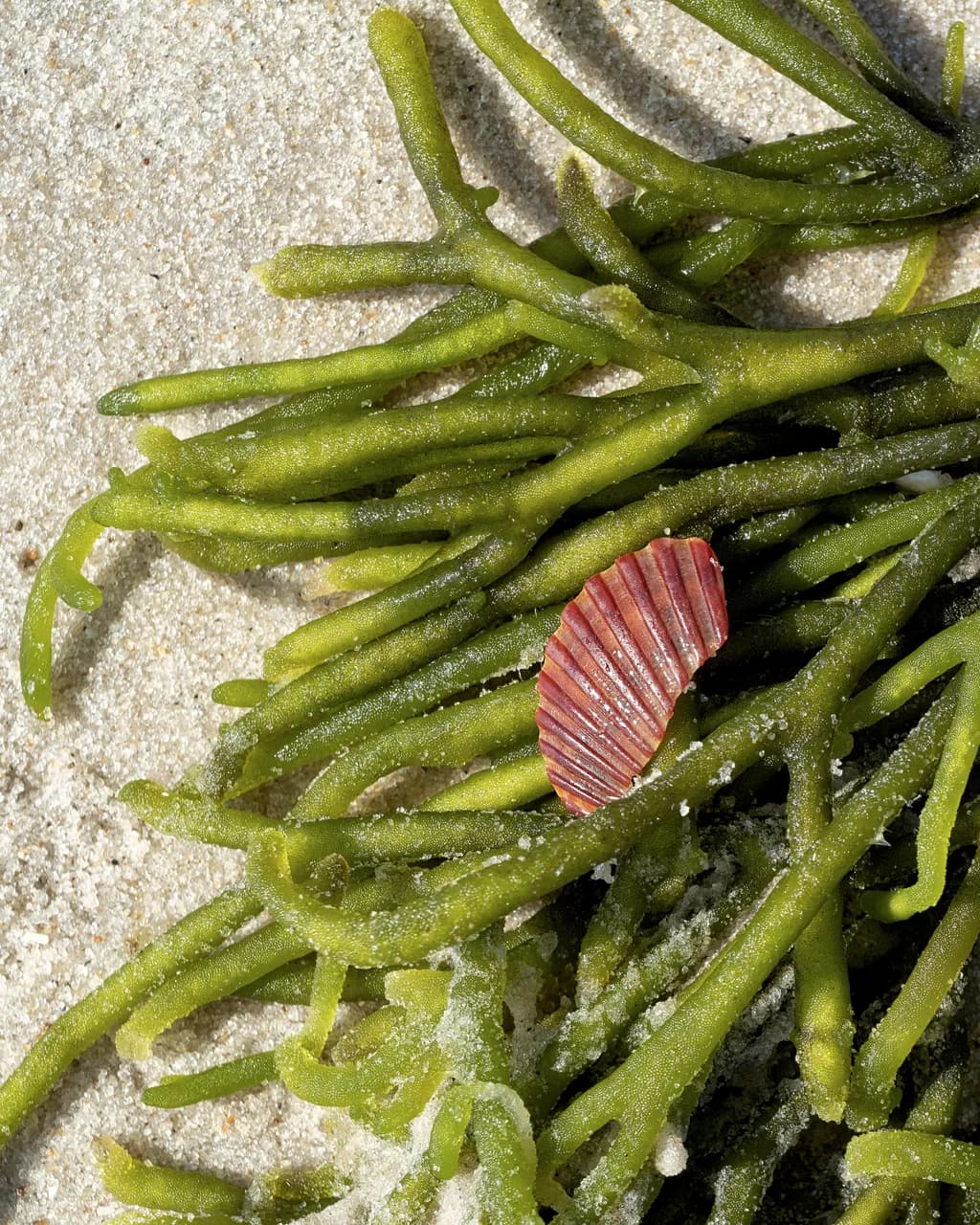 Nickerson Seaweed