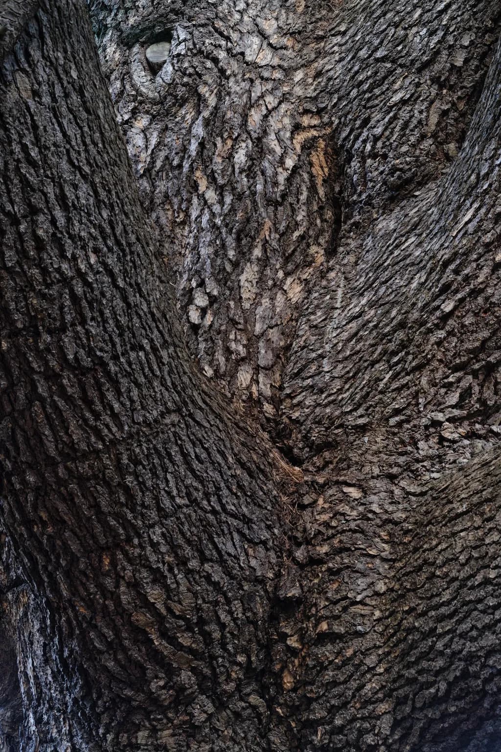 Tree Embrace