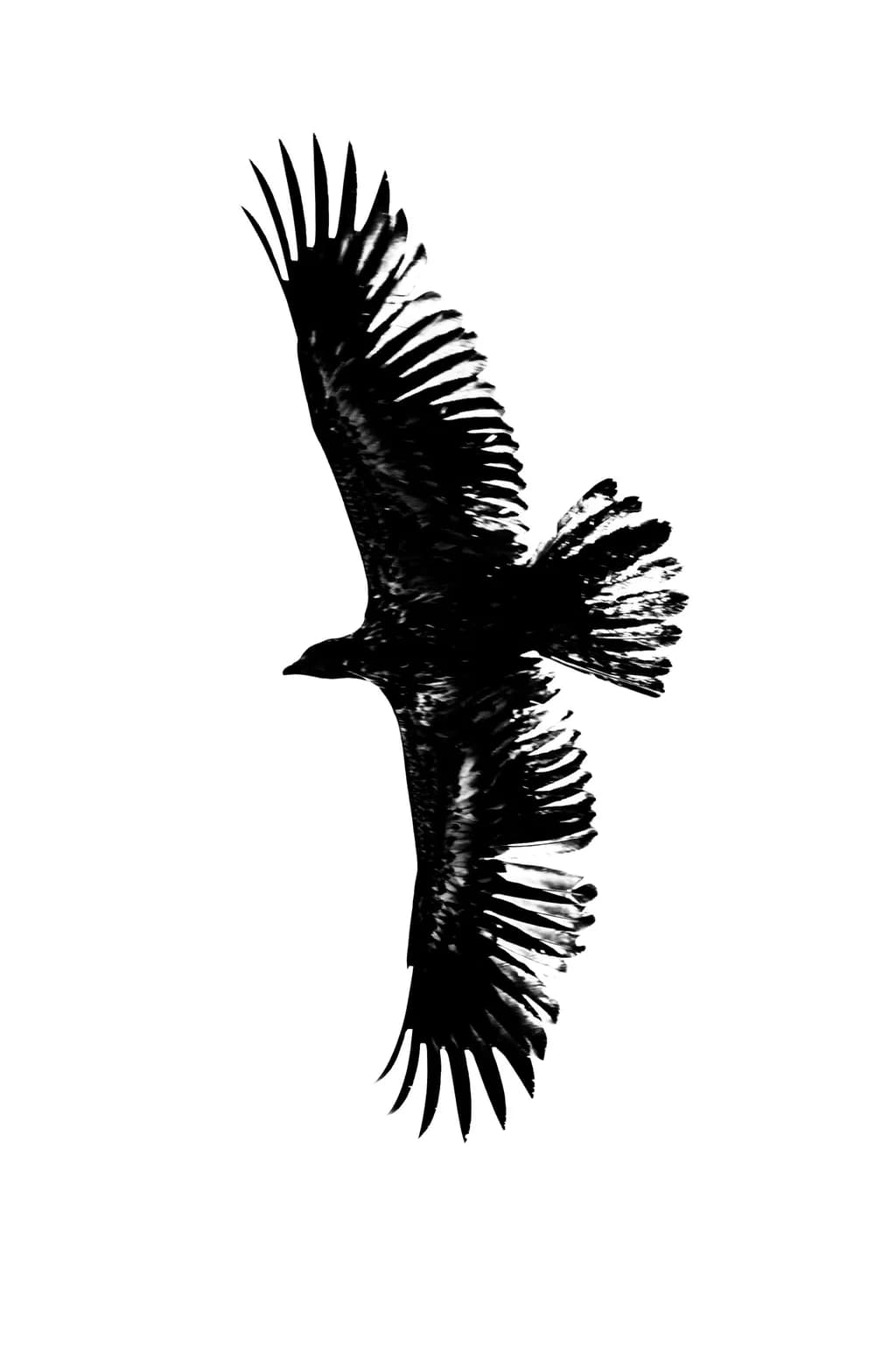 Young Eagle Silhouette