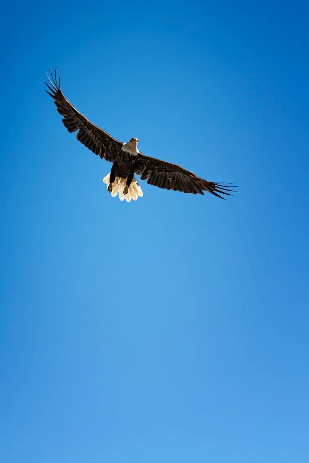 Soaring Eagle