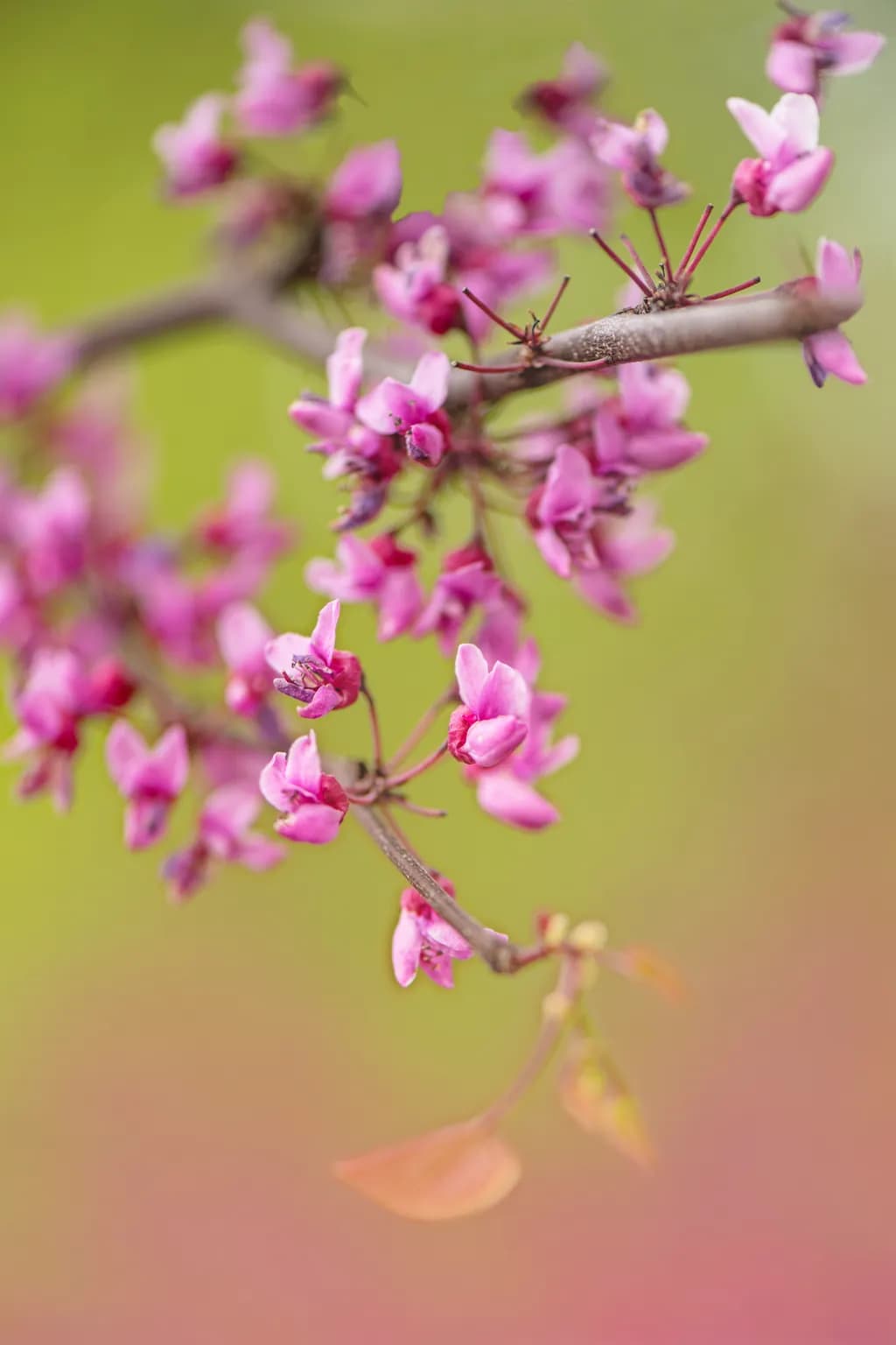 May Blooms