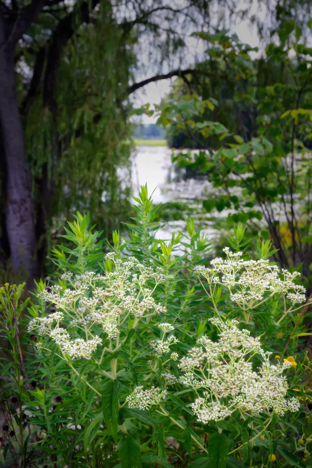 Lace at the Water’s Edge