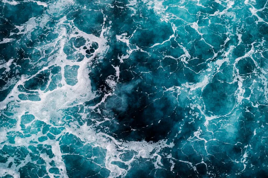 Sea Lace in oil